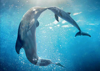 L'Incredibile Storia di Winter il Delfino 2, la nuova clip Ascolta pap