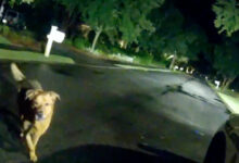 Eeyore cane salva donna 86 anni