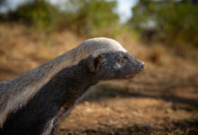 Underdogs di National Geographic