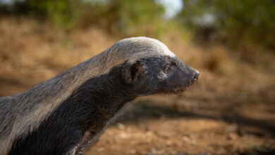 Underdogs di National Geographic