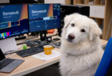 Uffici pet-friendly: cane a lavoro