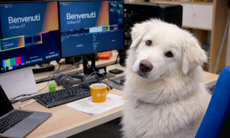 Uffici pet-friendly: cane a lavoro