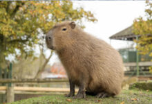 Capibara allo zoo di Londra