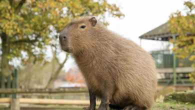 Capibara allo zoo di Londra