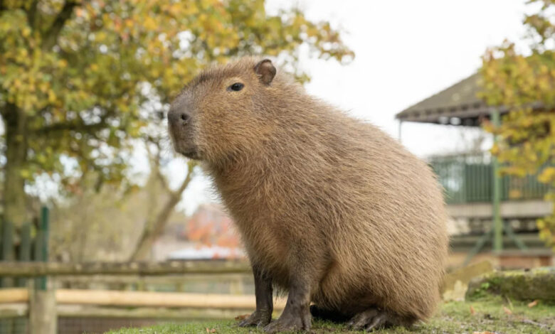 Capibara allo zoo di Londra
