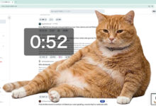 Cat Gatekeeper