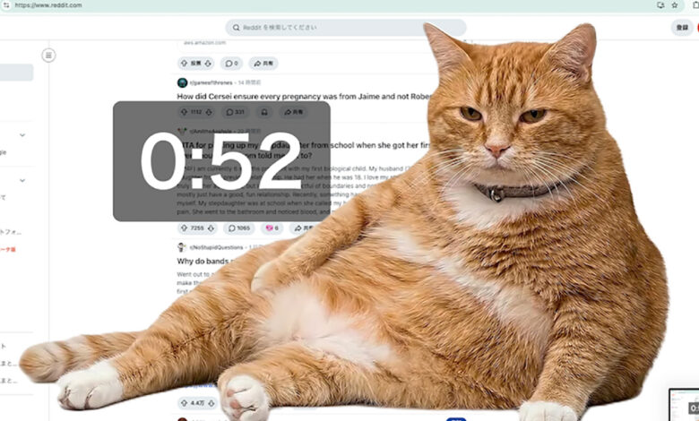 Cat Gatekeeper