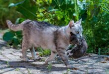 non bisogna afferrare i gatti adulti per la collottola