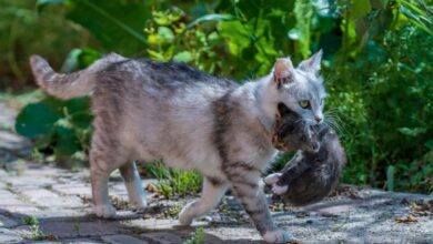 non bisogna afferrare i gatti adulti per la collottola
