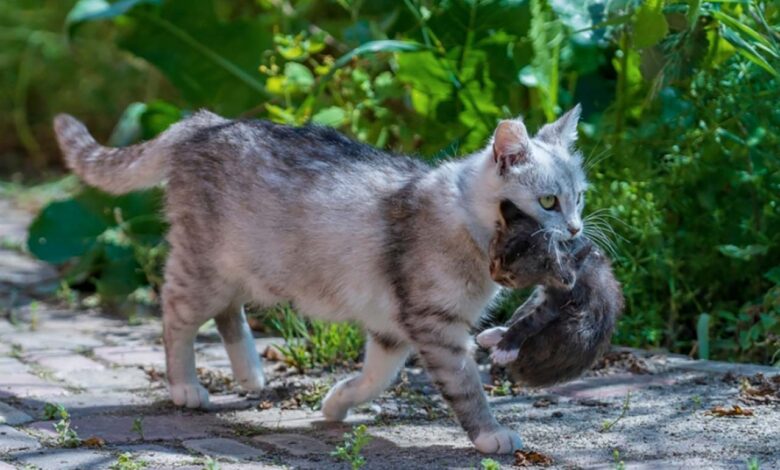 non bisogna afferrare i gatti adulti per la collottola