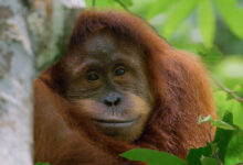 Orango, il nuovo documentario firmato Disneynature