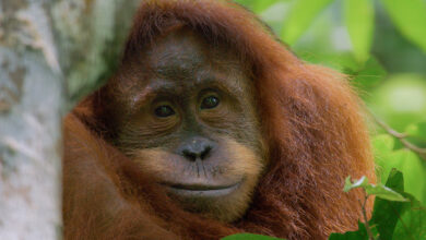 Orango, il nuovo documentario firmato Disneynature