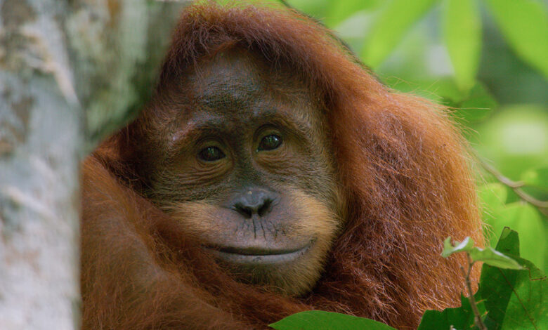 Orango, il nuovo documentario firmato Disneynature