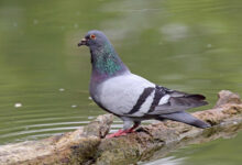 In Russia primi test su piccioni trasformati in “biodroni”