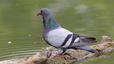 In Russia primi test su piccioni trasformati in “biodroni”