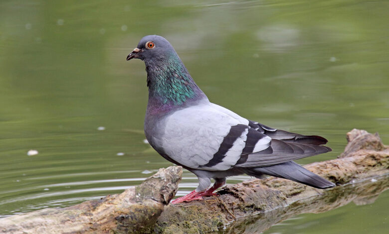 In Russia primi test su piccioni trasformati in “biodroni”