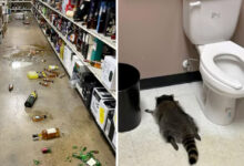 Procione ubriaco in Virginia