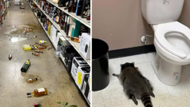 Procione ubriaco in Virginia