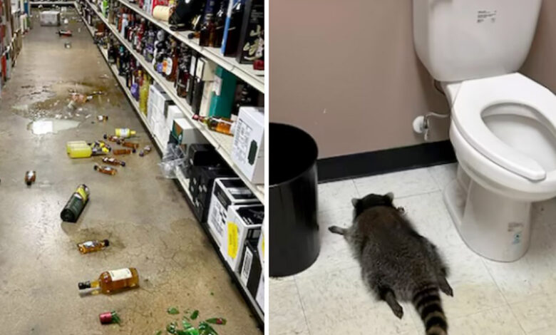 Procione ubriaco in Virginia