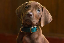Scooby-Doo: Origins