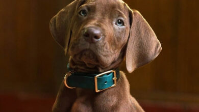 Scooby-Doo: Origins