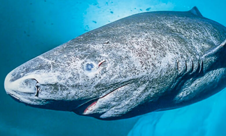 Lo Squalo della Groenlandia